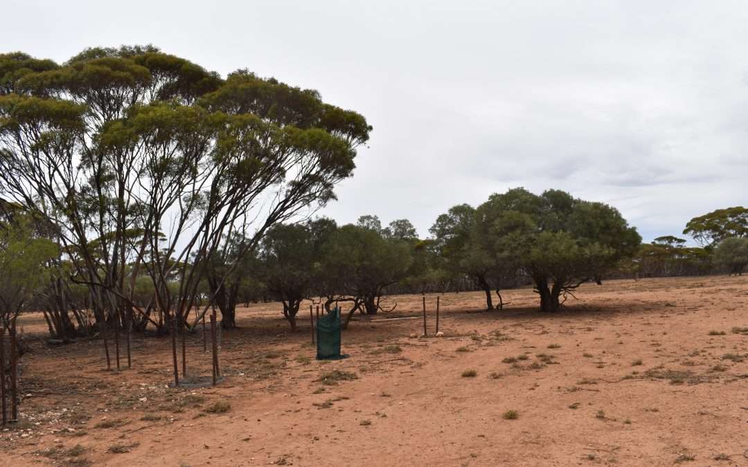 LOT 327 Diagonal Road, BROWNLOW, SA 5374 AUS