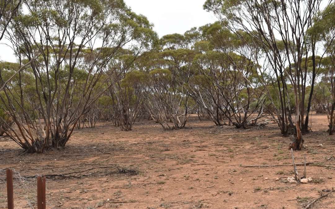 LOT 327 Diagonal Road, BROWNLOW, SA 5374 AUS