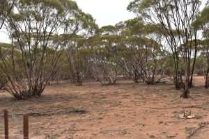 LOT 327 Diagonal Road, BROWNLOW, SA 5374 AUS