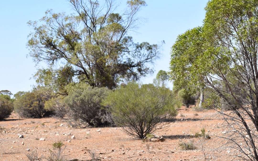 Lot 277 Lake Short Road, SANDLETON, SA 5356 AUS