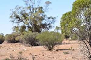 Lot 277 Lake Short Road, SANDLETON, SA 5356 AUS