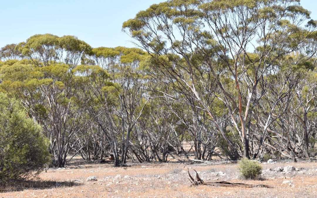 Lot 277 Lake Short Road, SANDLETON, SA 5356 AUS
