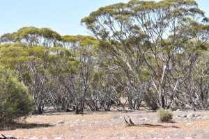 Lot 277 Lake Short Road, SANDLETON, SA 5356 AUS