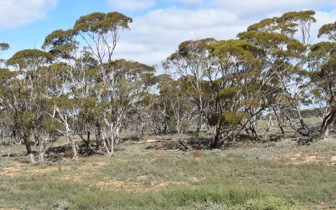 Section 36 Stonefield Road, BROWNLOW, SA 5374 AUS