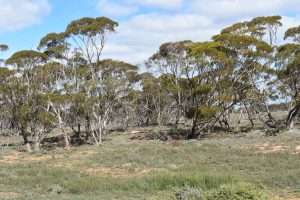 Section 36 Stonefield Road, BROWNLOW, SA 5374 AUS