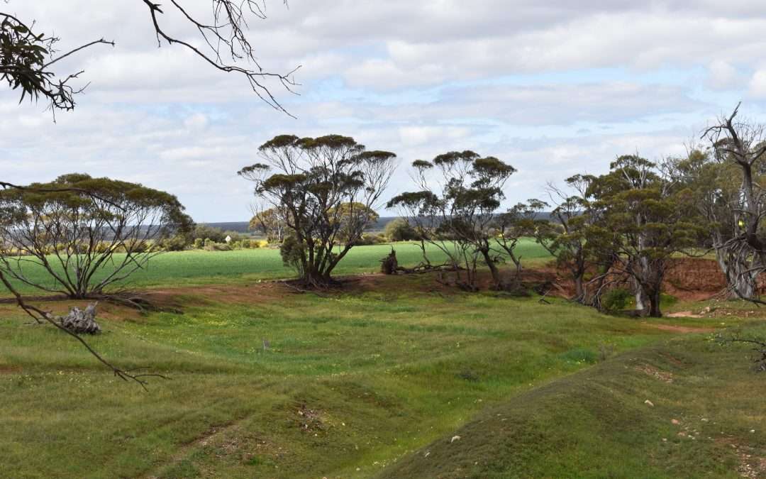 Lot 749 Angaston Sedan Road, SEDAN, SA 5353 AUS
