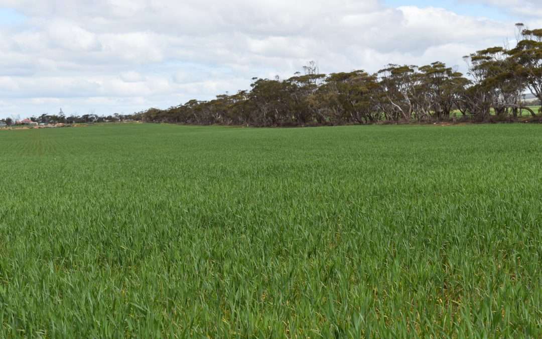 Lot 749 Angaston Sedan Road, SEDAN, SA 5353 AUS