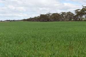Lot 749 Angaston Sedan Road, SEDAN, SA 5353 AUS