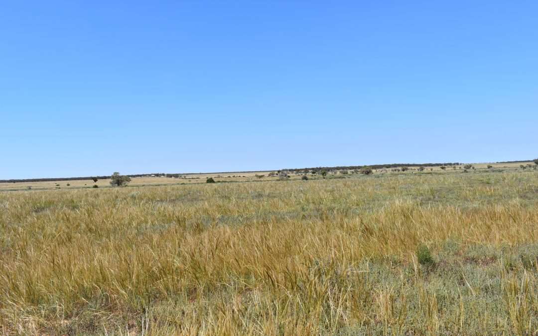1156 Stonefield Road, STEINFELD, SA 5356 AUS