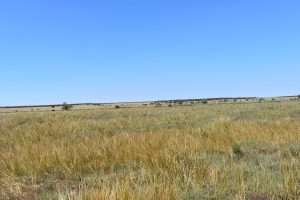1156 Stonefield Road, STEINFELD, SA 5356 AUS