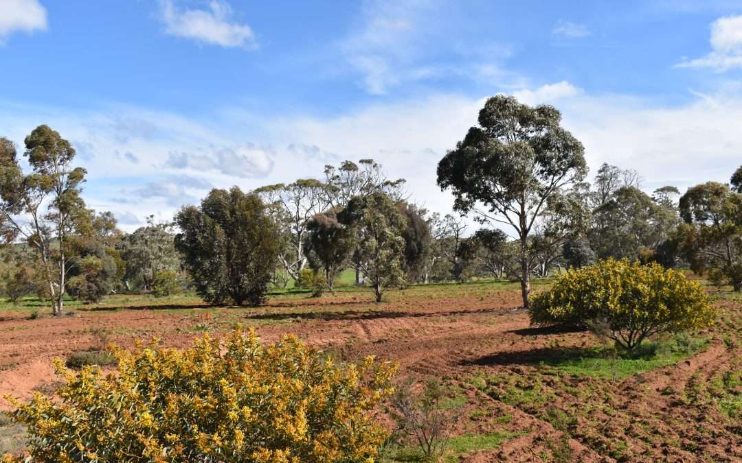 1504 Pine Hut Road, SEDAN, SA 5353 AUS