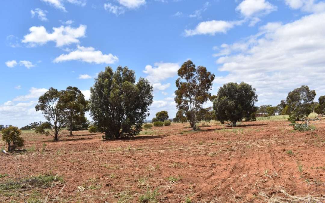 1504 Pine Hut Road, SEDAN, SA 5353 AUS