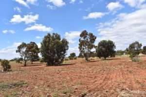 1504 Pine Hut Road, SEDAN, SA 5353 AUS