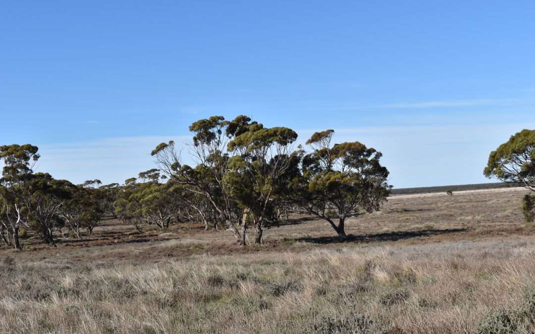 Sec 35 Brownlow Road, BROWNLOW, SA 5374 AUS