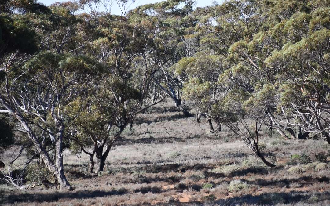 Sec 35 Brownlow Road, BROWNLOW, SA 5374 AUS