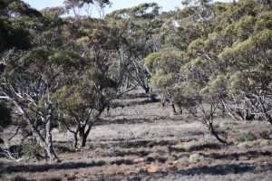 Sec 35 Brownlow Road, BROWNLOW, SA 5374 AUS