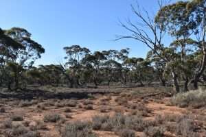 Sec 35 Brownlow Road, BROWNLOW, SA 5374 AUS