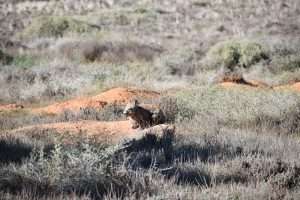 Sec 35 Brownlow Road, BROWNLOW, SA 5374 AUS