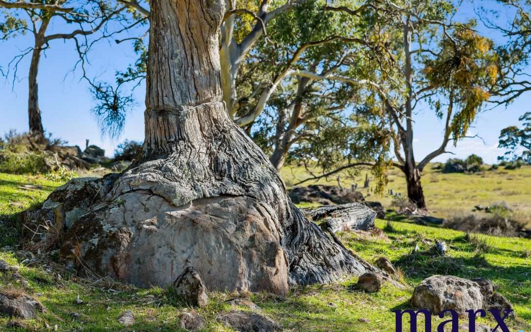 75 Trig Point Hill Road, ANGASTON, SA 5353 AUS