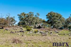 75 Trig Point Hill Road, ANGASTON, SA 5353 AUS