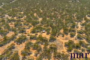 Lot 10 W.Falkenbergs Road, SEDAN, SA 5353 AUS