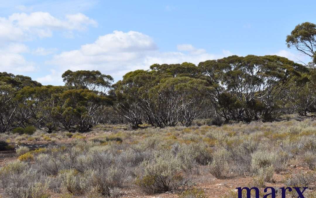 Lot 10 W.Falkenbergs Road, SEDAN, SA 5353 AUS