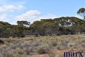 Lot 10 W.Falkenbergs Road, SEDAN, SA 5353 AUS