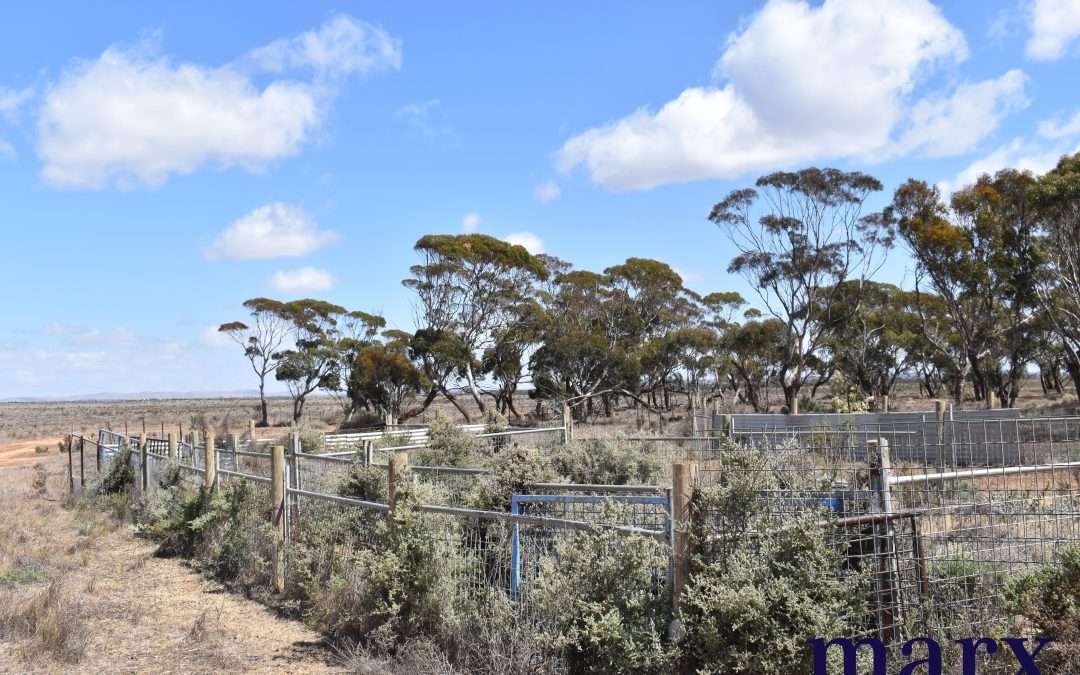 Lot 251 Liebigs Road, STEINFELD, SA 5356 AUS
