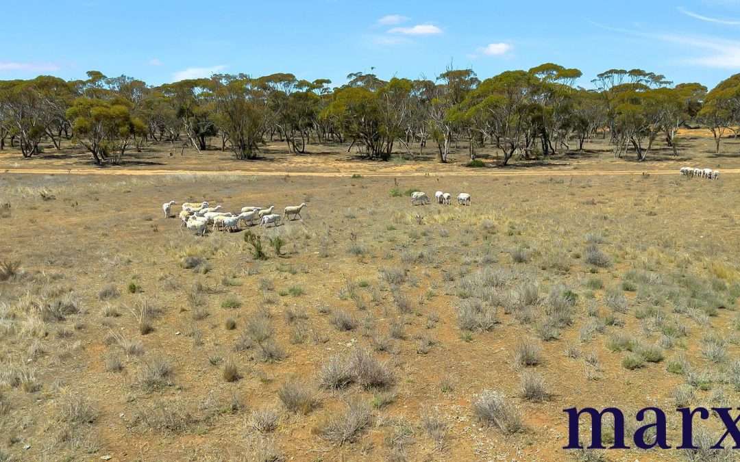 Lot 251 Liebigs Road, STEINFELD, SA 5356 AUS