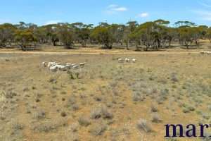 Lot 251 Liebigs Road, STEINFELD, SA 5356 AUS