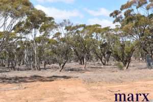 Lot 251 Liebigs Road, STEINFELD, SA 5356 AUS