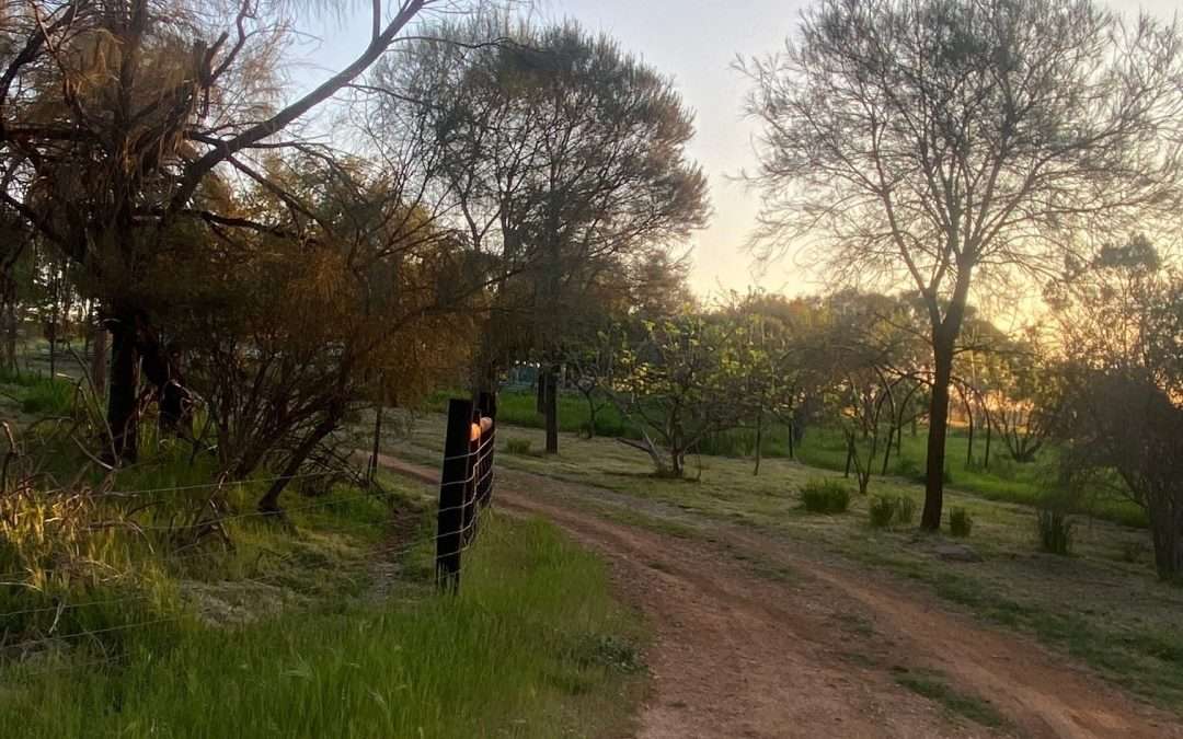 LEASINGHAM, SA 5452 AUS