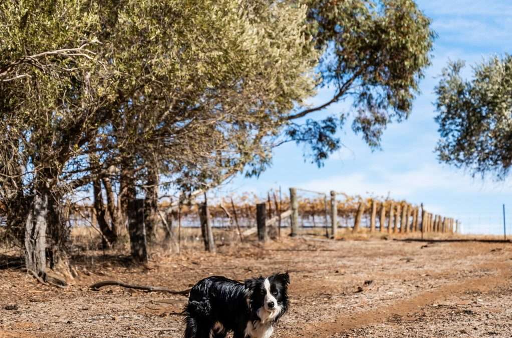 LEASINGHAM, SA 5452 AUS