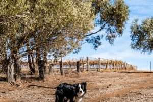 LEASINGHAM, SA 5452 AUS