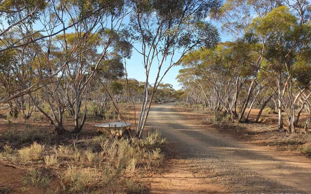 216 Diagonal Road, ANNADALE, SA 5356 AUS
