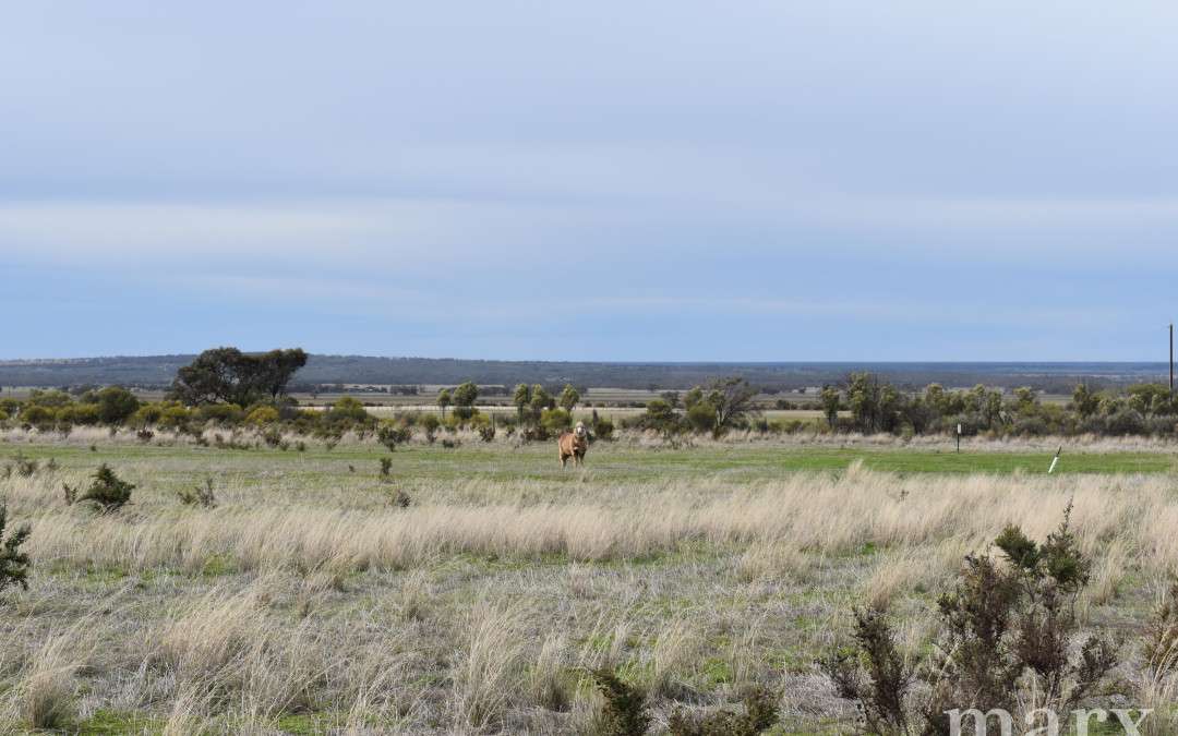 23 Third Street, TOWITTA, SA 5353 AUS
