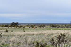 23 Third Street, TOWITTA, SA 5353 AUS