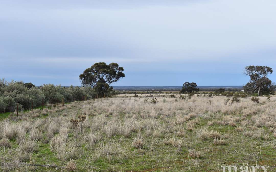 23 Third Street, TOWITTA, SA 5353 AUS