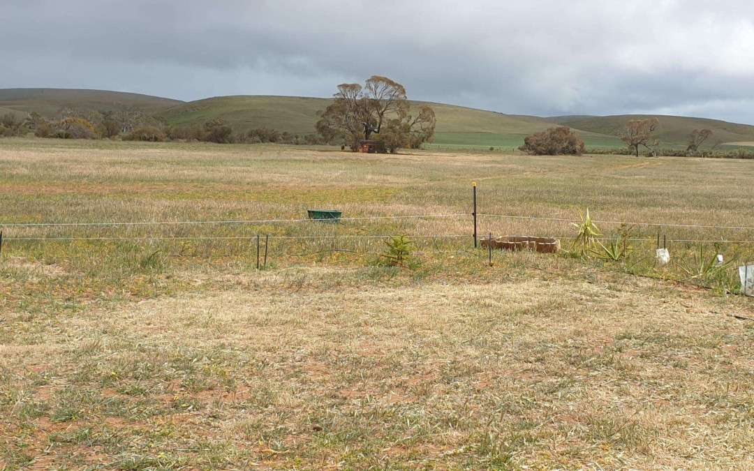 23 Third Street, TOWITTA, SA 5353 AUS