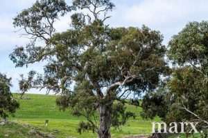 357 Keyneton Estate Road,, KEYNETON, SA 5353 AUS