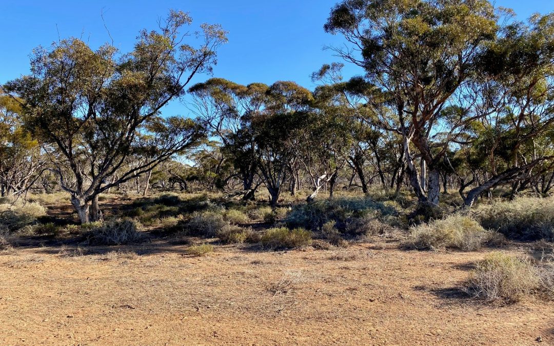 Sec 66 Hundred of Brownlow, BROWNLOW, SA 5374 AUS