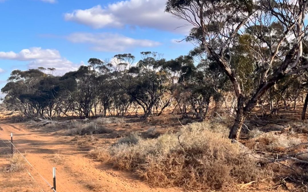 Sec 66 Hundred of Brownlow, BROWNLOW, SA 5374 AUS