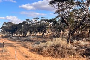Sec 66 Hundred of Brownlow, BROWNLOW, SA 5374 AUS