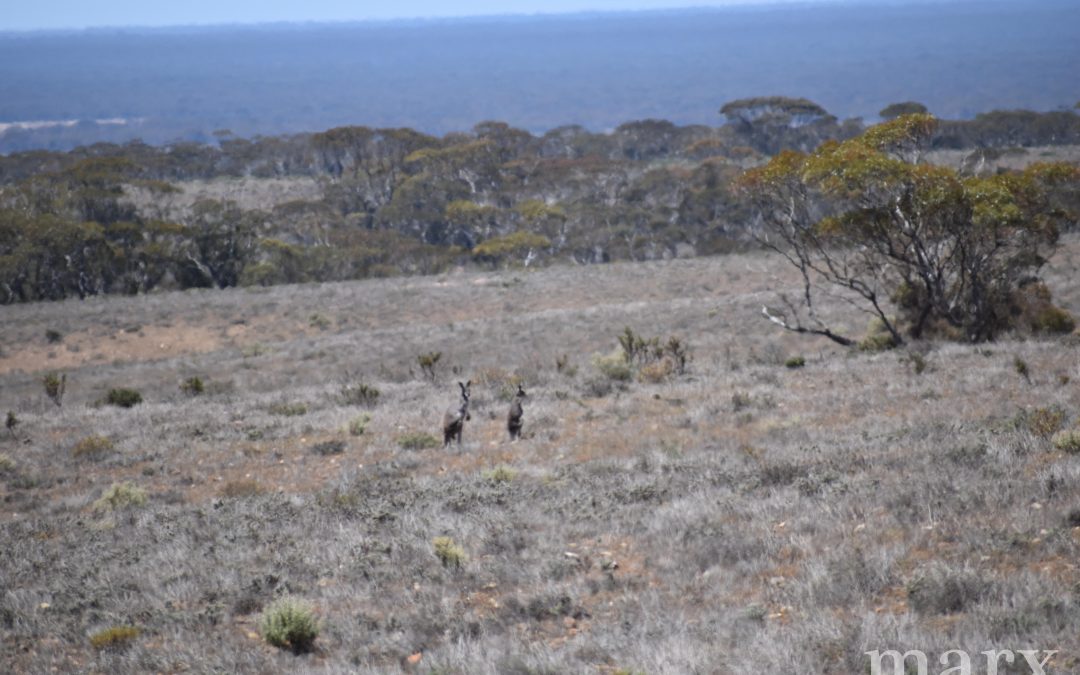 Section 22 Angle Road, BROWNLOW, SA 5374 AUS