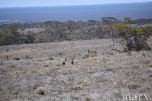 Section 22 Angle Road, BROWNLOW, SA 5374 AUS