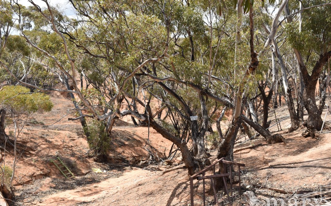 Section 22 Angle Road, BROWNLOW, SA 5374 AUS