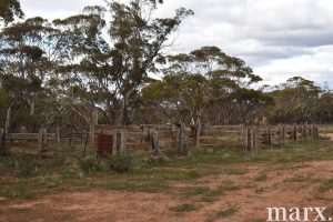 Sec 135 Pine Hut Road, SEDAN, SA 5353 AUS