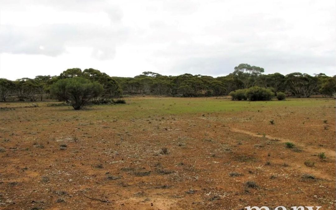 Lot 1 W Falkenbergs Road, SEDAN, SA 5353 AUS