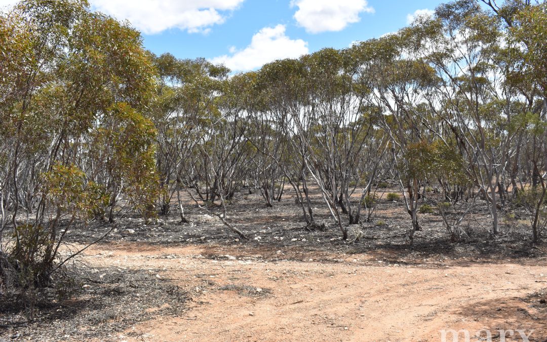 Lot 1 W Falkenbergs Road, SEDAN, SA 5353 AUS