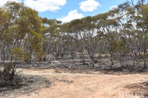 Lot 1 W Falkenbergs Road, SEDAN, SA 5353 AUS